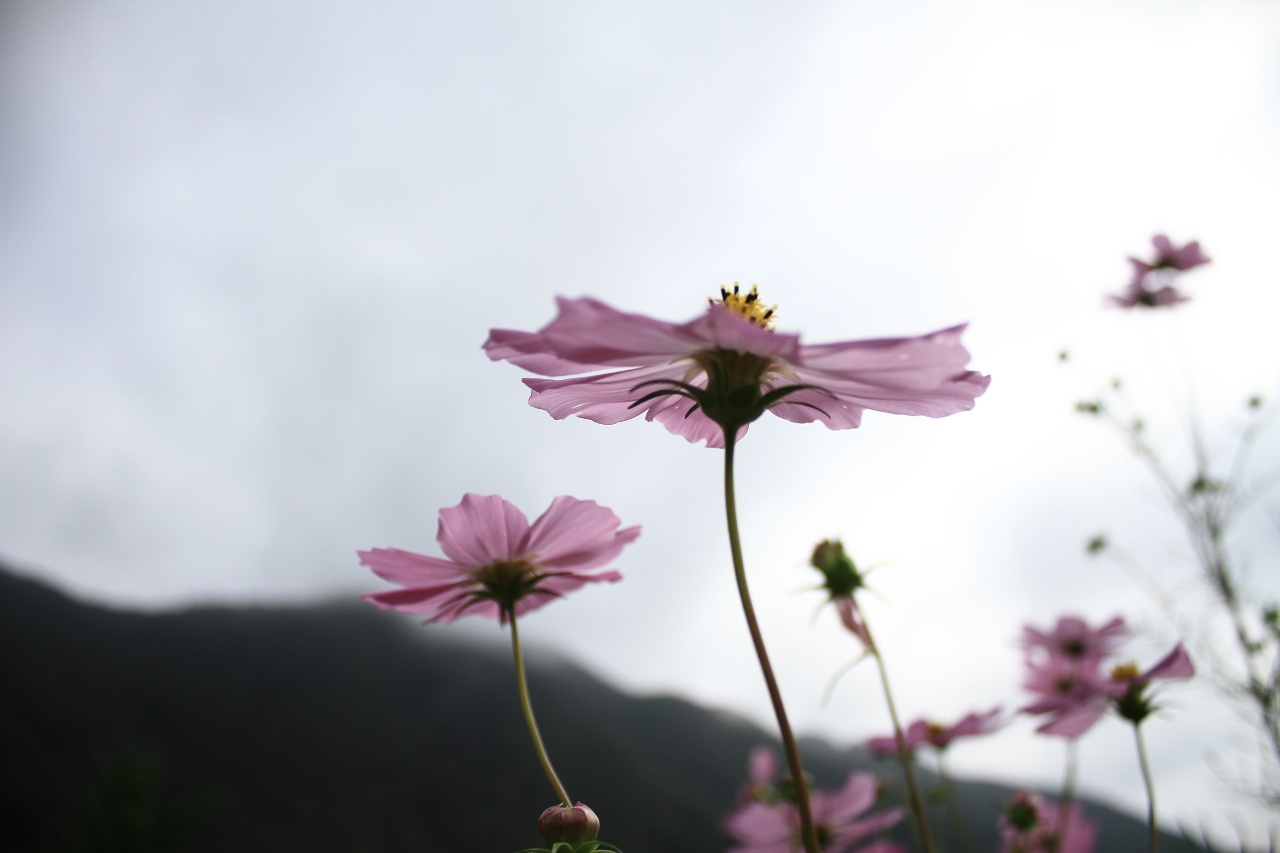 d60d7867169e4a7456e6548201335baf.jpeg